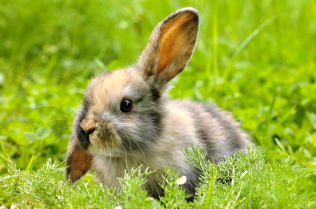 10 best rabbits for pets, LNbjors Shutterstock