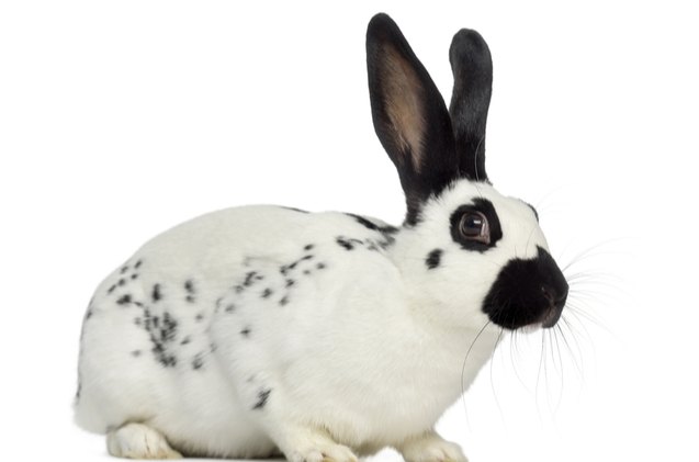 Top Favorite Rabbits 10 Best Rabbits for Pets | PetGuide