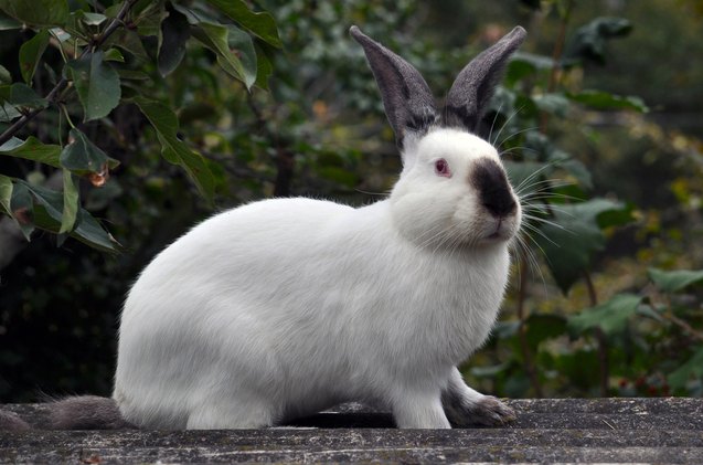 10 best rabbits for pets, Orest lyzhechka Shutterstock
