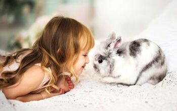 10 Best Rabbits for Beginners | PetGuide