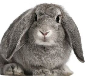 10 best rabbits for kids, Eric Isselee Shutterstock