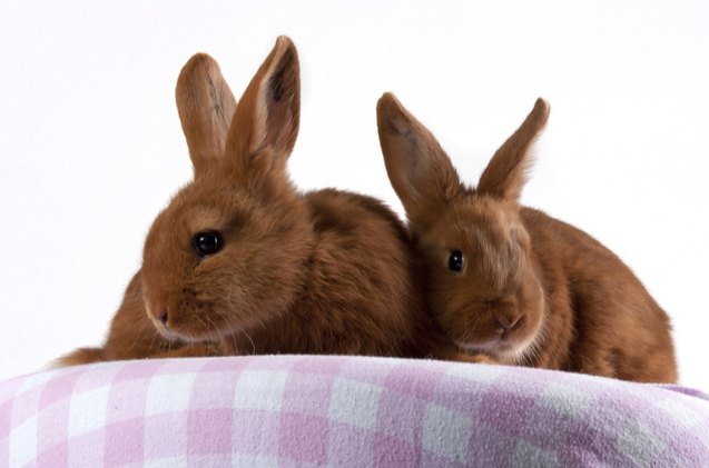 10 Best Rabbits for Kids | PetGuide