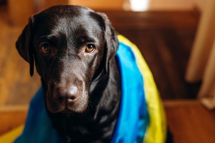 shelter workers refuse to leave over 1000 animals in ukraine, Sklo Studio Shutterstock