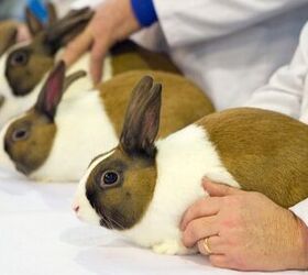 10 best rabbits for showing, chrisbrignell Shutterstock