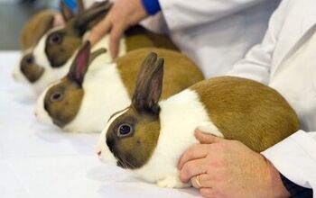 10 Best Rabbits for Showing