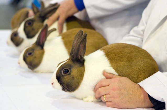 A Complete Guide To The Best Rabbit Breeds In 2020 Top 12 Rabbit