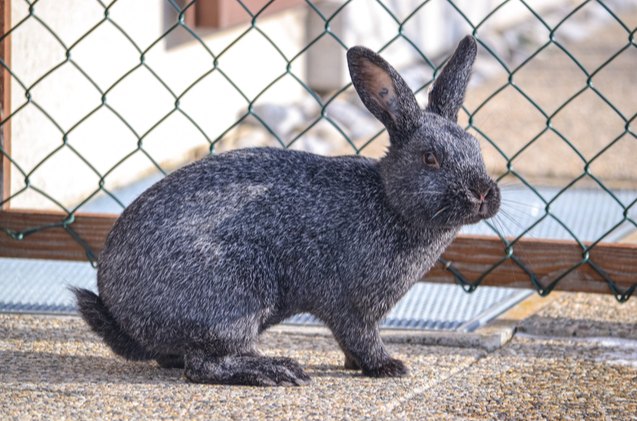 10 best rabbits for showing, Roselyne M Shutterstock