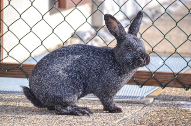 10 Best Rabbits for Showing | PetGuide