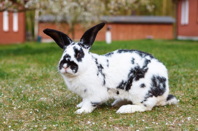 10 best rabbits for showing, Lukasz Pawel Szczepanski Shutterstock