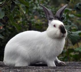 10 best rabbits for showing, Orest lyzhechka Shutterstock