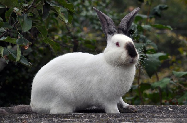 10 Best Rabbits for Showing | PetGuide