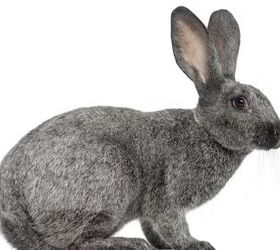 10 best rabbits for showing, Eric Isselee Shutterstock