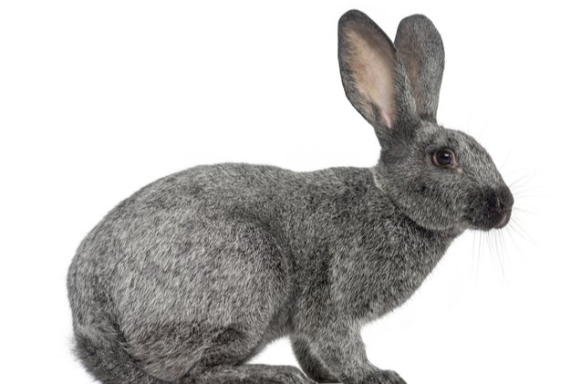 10 best rabbits for showing, Eric Isselee Shutterstock