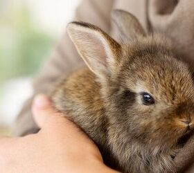 best rabbits for first time owners, Alina Bitta Shutterstock