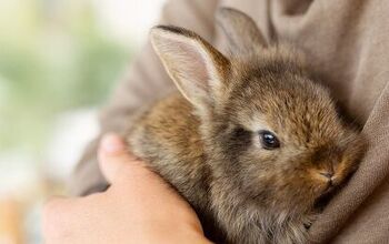 Best Rabbits for First Time Owners