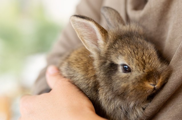best rabbits for first time owners, Alina Bitta Shutterstock