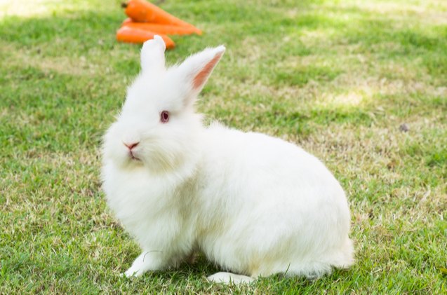 Best Rabbits for First Time Owners | PetGuide