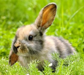 best rabbits for first time owners, LNbjors Shutterstock