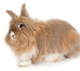 best rabbits for first time owners, yykkaa Shutterstock