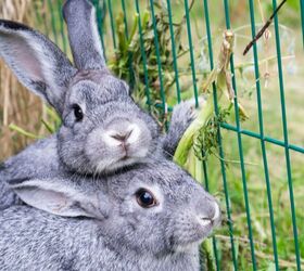 best rabbits for first time owners, Cora Mueller Shutterstock