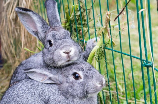 Best Rabbits for First Time Owners | PetGuide