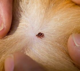 how to protect your dog from fleas and ticks
