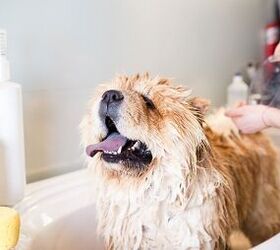 Petsmart store tick bath