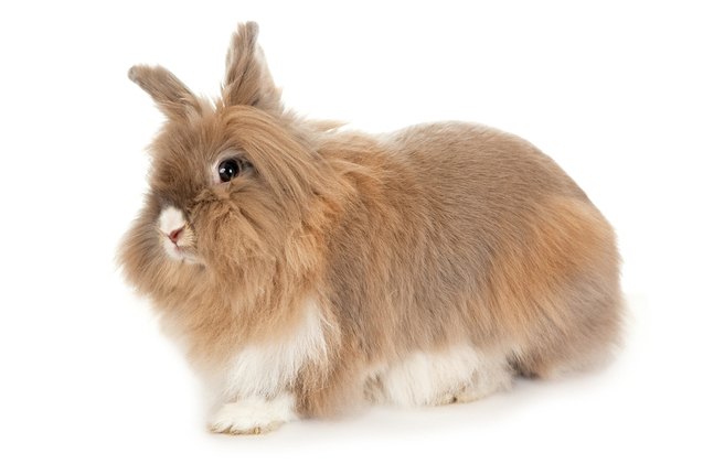 10 most affectionate rabbit breeds, yykkaa Shutterstock