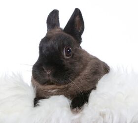 10 most affectionate rabbit breeds, Jne Valokuvaus Shutterstock