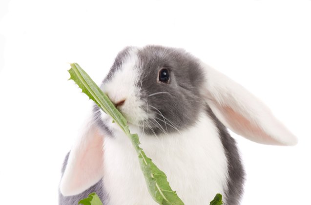 10 most affectionate rabbit breeds, Dagmar Hijmans Shutterstock