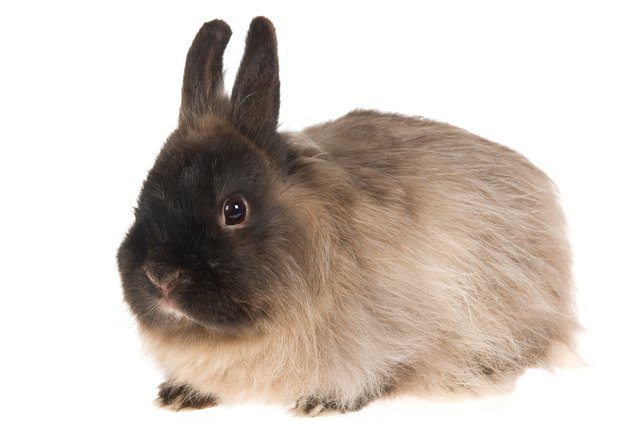 10 most affectionate rabbit breeds, Linn Currie Shutterstock