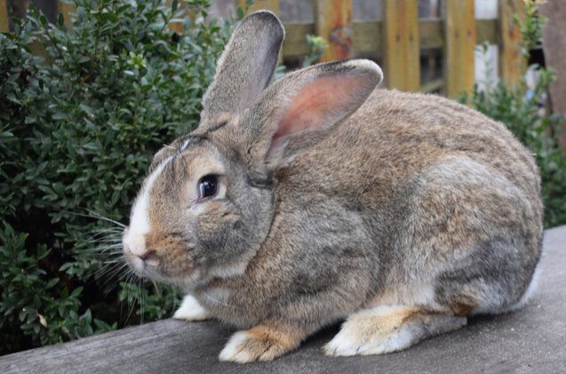 10 most affectionate rabbit breeds, Kateryna Moroz Shutterstock