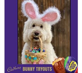 Nursing Home Therapy Dog Named 2022 “Cadbury Bunny”