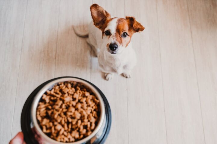 new study reveals most us dog owners fail to follow pet food handling, eva blanco Shutterstock