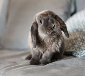 10 best indoor rabbits, David Prado Perucha Shutterstock