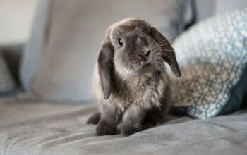 10 Best Indoor Rabbits