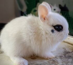 Indoor hot sale dwarf rabbit