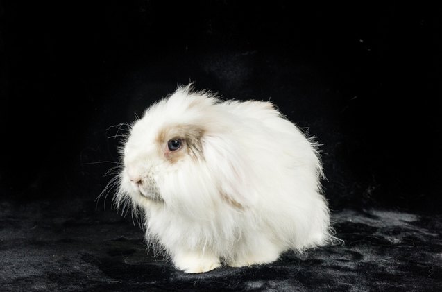 10 best indoor rabbits, Monica Harms Shutterstock