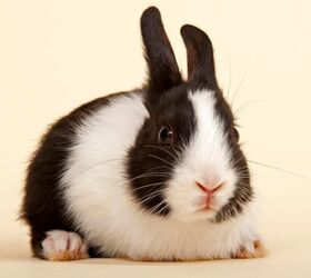 10 best indoor rabbits, imageBROKER com Shutterstock