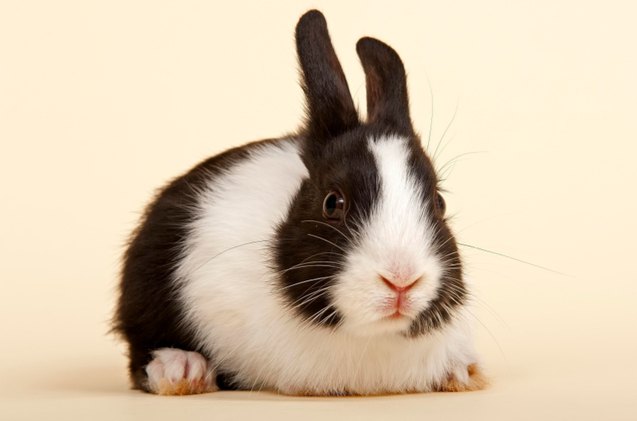 10 best indoor rabbits, imageBROKER com Shutterstock