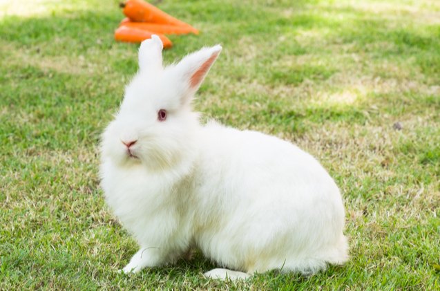 10 best indoor rabbits, Sarawoot Pengmuan Shutterstock