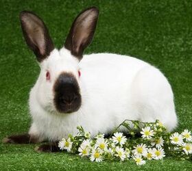 10 best indoor rabbits, Linn Currie Shutterstock