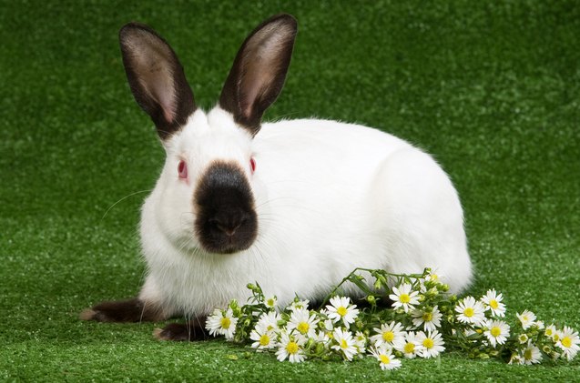 10 best indoor rabbits, Linn Currie Shutterstock