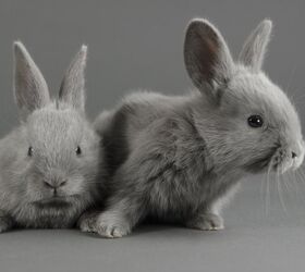 10 best indoor rabbits, Eloine Chapman Shutterstock