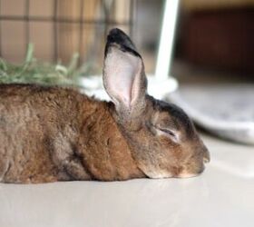 10 laziest rabbit breeds, Chawannuch Njoy Shutterstock