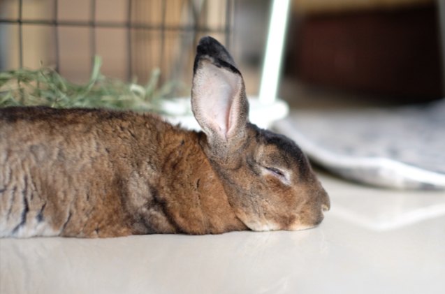 10 laziest rabbit breeds, Chawannuch Njoy Shutterstock