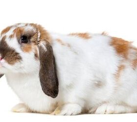 10 laziest rabbit breeds, GPPets Shutterstock