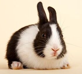 10 laziest rabbit breeds, imageBROKER com Shutterstock