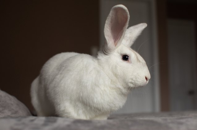 10 laziest rabbit breeds, Angela Holmyard Shutterstock
