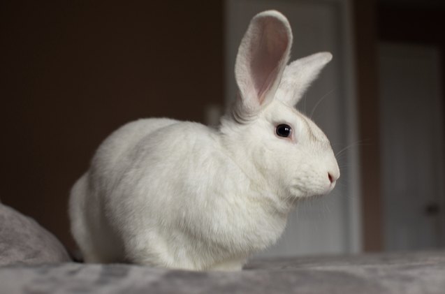 10 Laziest Rabbit Breeds | PetGuide
